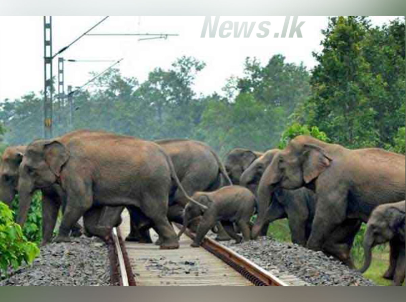 யானைகள் புகையிரதங்களில் மோதுவதைத் தடுப்பதற்கு செயற்கை நுண்ணறிவு (ஏ ஐ) தொழில்நுட்பத்தைப் பயன்படுத்தி புதிய தீர்வு