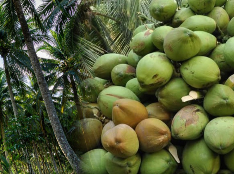 5 ஏக்கருக்கும் குறைவான தென்னந்தோப்பு உரிமையாளர்களுக்கு மானிய விலையில் தென்னை உரம் இந்த மாத இறுதியில்...