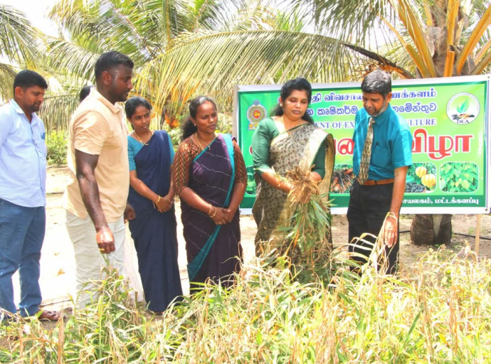 மட்டக்களப்பில் இடம்பெற்ற இஞ்சி அறுவடை விழா