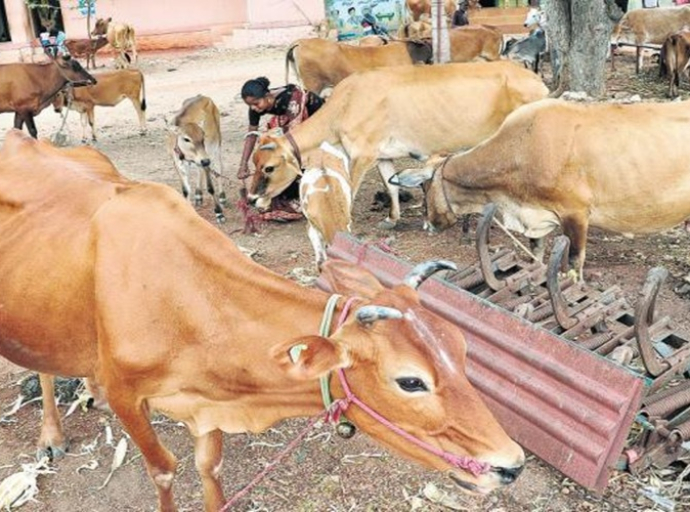 கறவை மாடுகளை காப்பீடு செய்யும் திட்டம்
