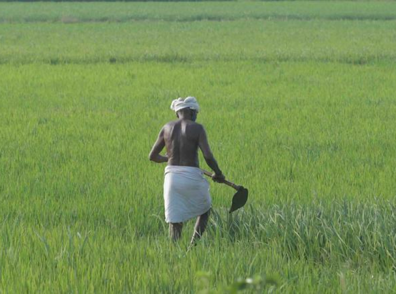 2024 சிறு போகத்திற்கான சம்பந்தப்பட்ட சகல விவசாய இழப்பீடுகளும் செலுத்தப்பட்டு நிறைவு- கமநல மற்றும் விவசாயக் காப்புறுதி சபை