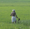 2024 சிறு போகத்திற்கான சம்பந்தப்பட்ட சகல விவசாய இழப்பீடுகளும் செலுத்தப்பட்டு நிறைவு- கமநல மற்றும் விவசாயக் காப்புறுதி சபை