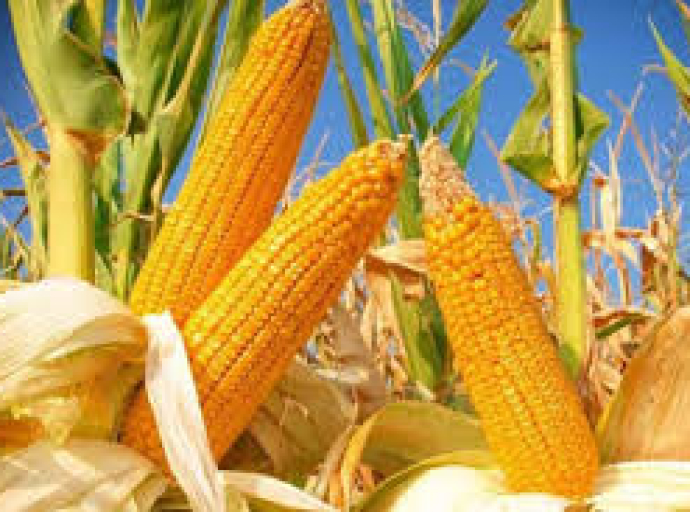 சோள விநியோகத்தை மேம்படுத்த ஐந்தாண்டு திட்டம்