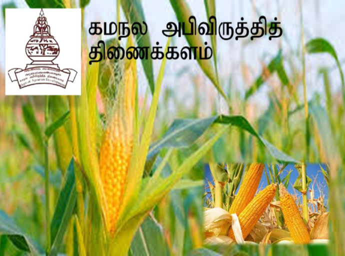 2025/26 பெரும்போகத்தில் சோளம் பயிரிடவுள்ள விவசாயிகளை பதிவு செய்தல்