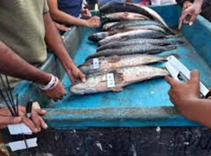 ஆக்கிரமிப்பு மீன் இனங்களைக் கட்டுப்படுத்தும் மாபெரும் நடவடிக்கை