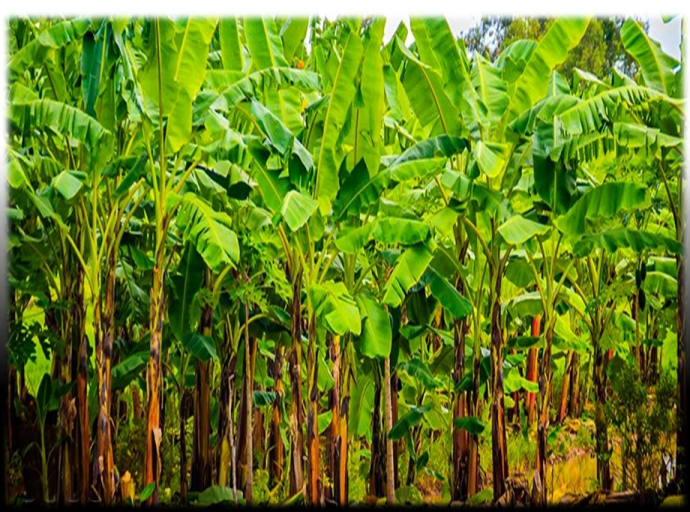 நாச்சாதுவ மற்றும் களுஆராச்சியகம ஆகிய பகுதிகளில் வாழை பயிர்ச்செய்கையை மேற்கொள்ள விவசாயிகளுக்கு ஆதரவு