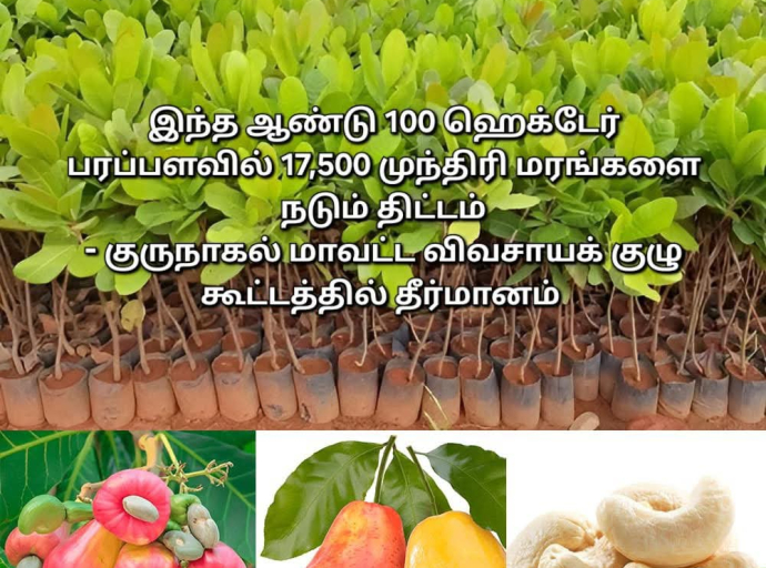 இந்த ஆண்டு 100 ஹெக்டேர் பரப்பளவில் 17,500 முந்திரி மரங்களை நடும் திட்டம்