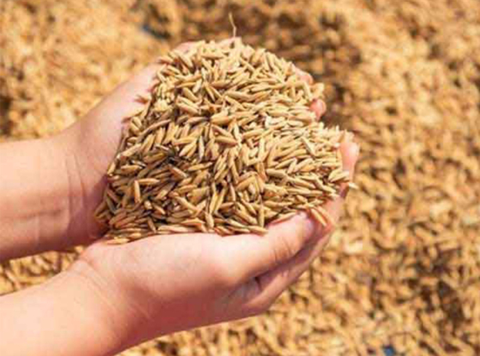 2026 சிறு போகத்திற்கான அரசாங்கத்தின் உத்தரவாத விலையில் நெல் கொள்வனவுத் திட்டம் ஆரம்பம் 