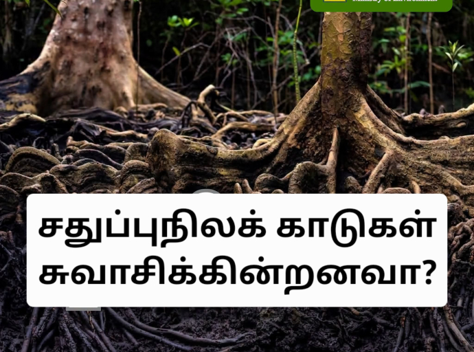 சதுப்பு நிலக் காடுகள் சுவாசிக்கின்றனவா...